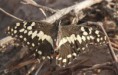 /album/photogallery/swallow-tailed-butterfly-lamin-gambia-jpg/